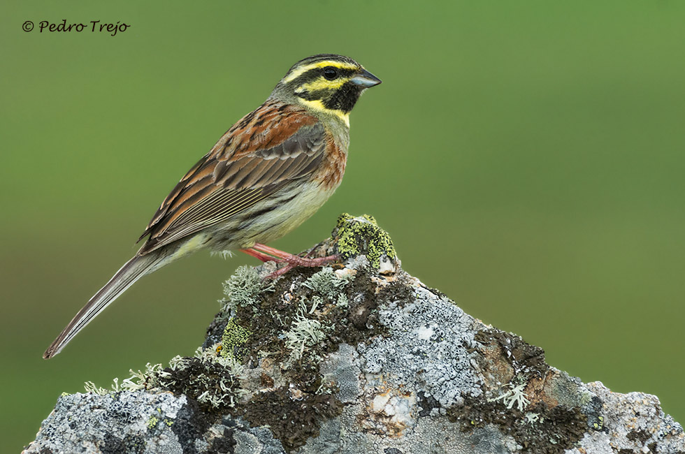 Escribano soteño (Emberiza cirlus)